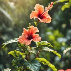 Doni Saputra