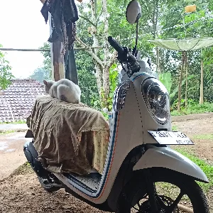 Ali Ali