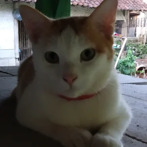 Ira Bagus