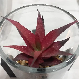 Mas Priyo