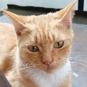 Imam Mulyanto