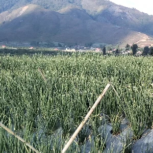 Nofri Naldi