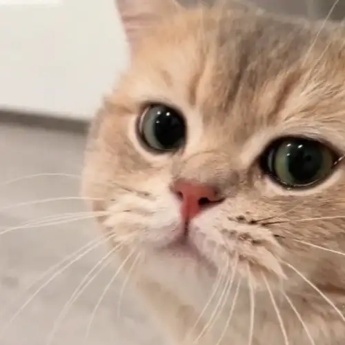 Meow Lovers