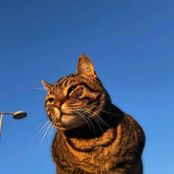 Cat Lovers