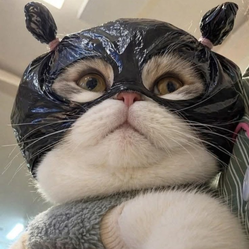 Kucing Lucu #kucing #Pets #zoyalink
