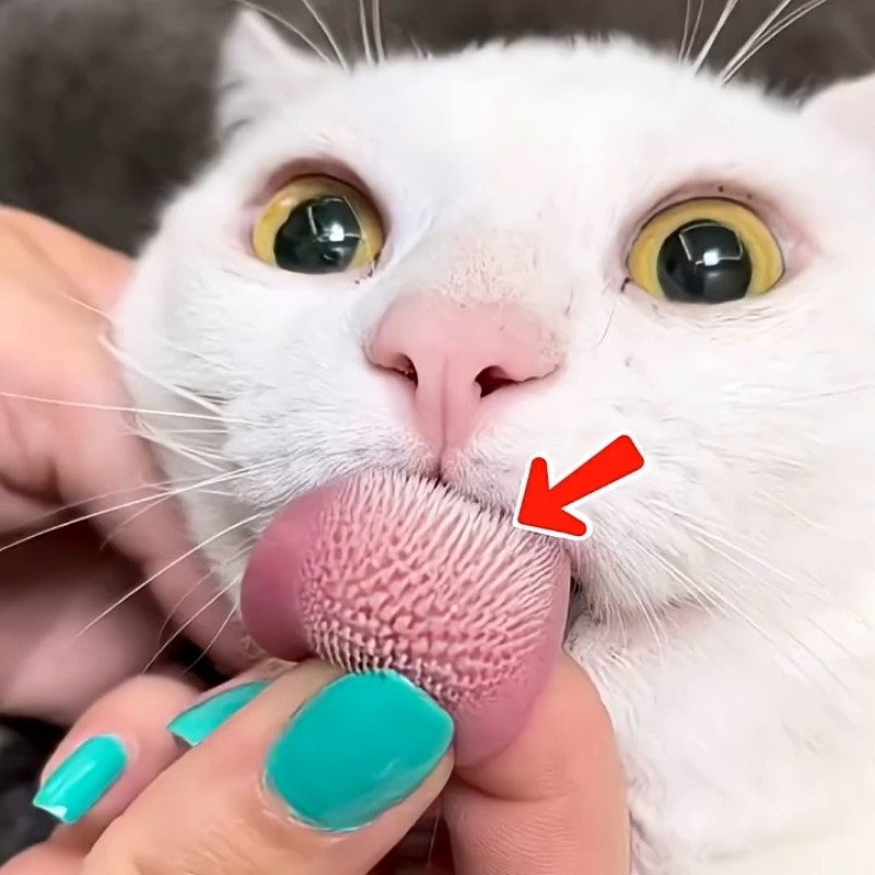 Alasan Kenapa Lidah Kucing Punya Ribuan Duri✨
