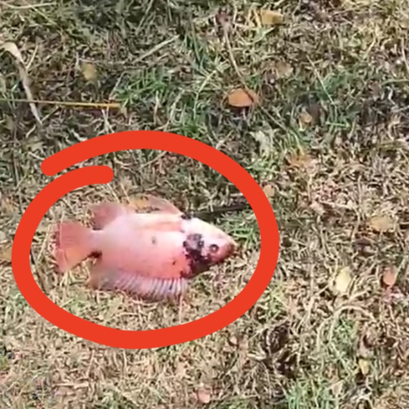 Modal Ketapel Ikan Dapat Nila Babon video oleh Omeko
