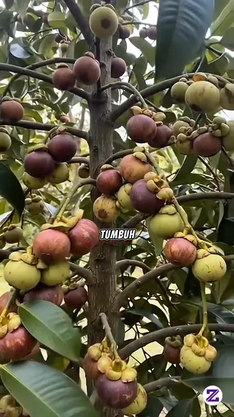 Cuplikan video Pohon Manggis Yang Unik kategori Umum dipublikasikan oleh Ragam Informasi di Zoyalink