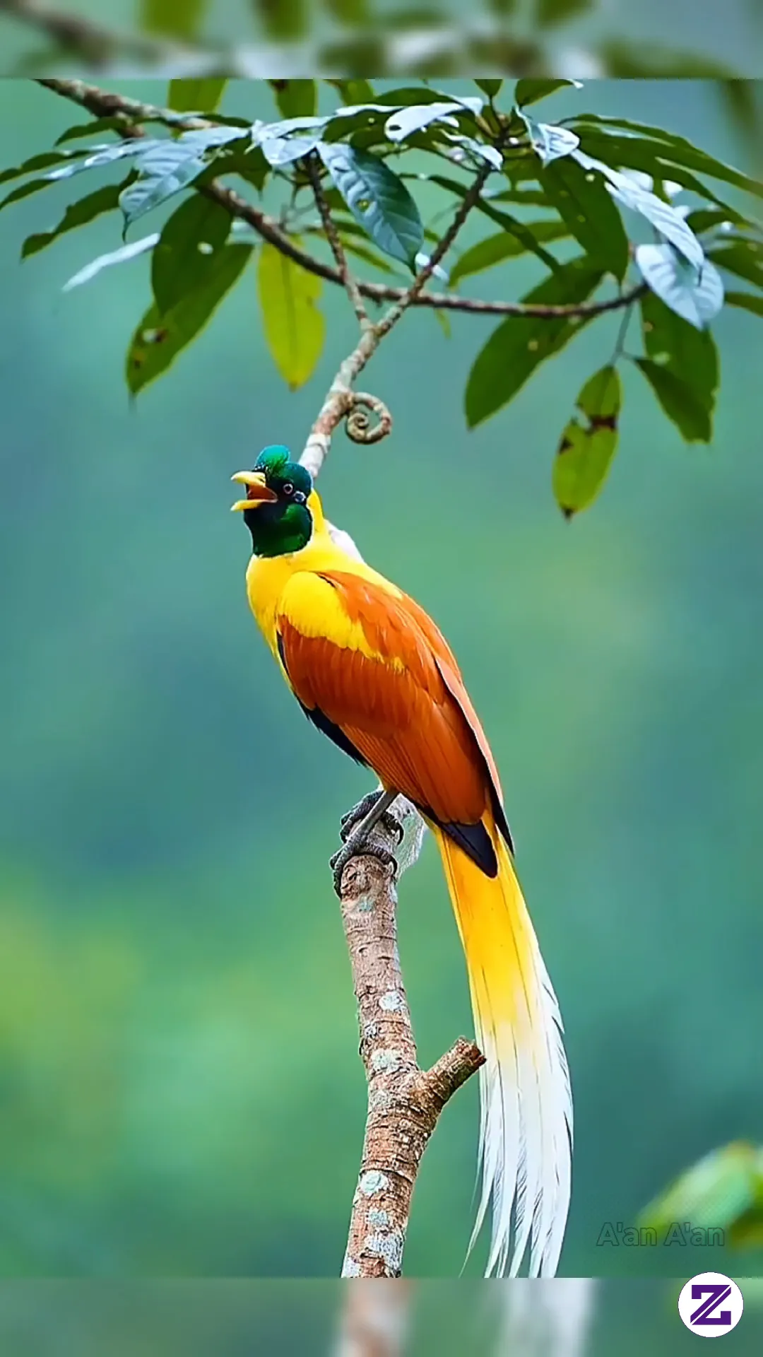 Burung Cendrawasih Kuning, Permata Terindah Dari Tanah Papua Yang Hampir Punah