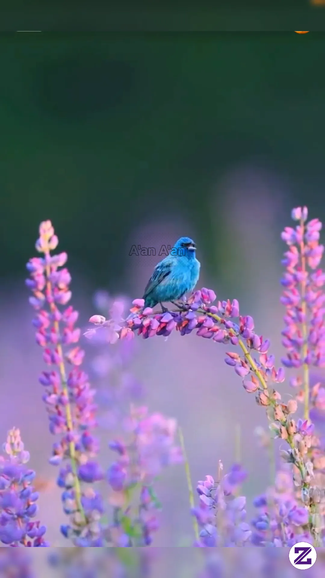 STOP SCROLLING! 😱 Is This The BLUEST Bird On Earth? 💙