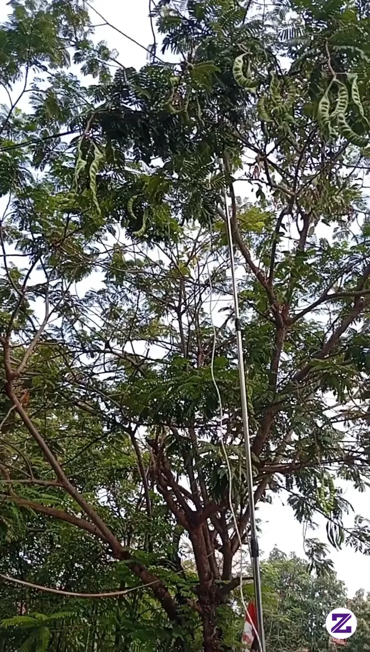 Penen Petai Pendul