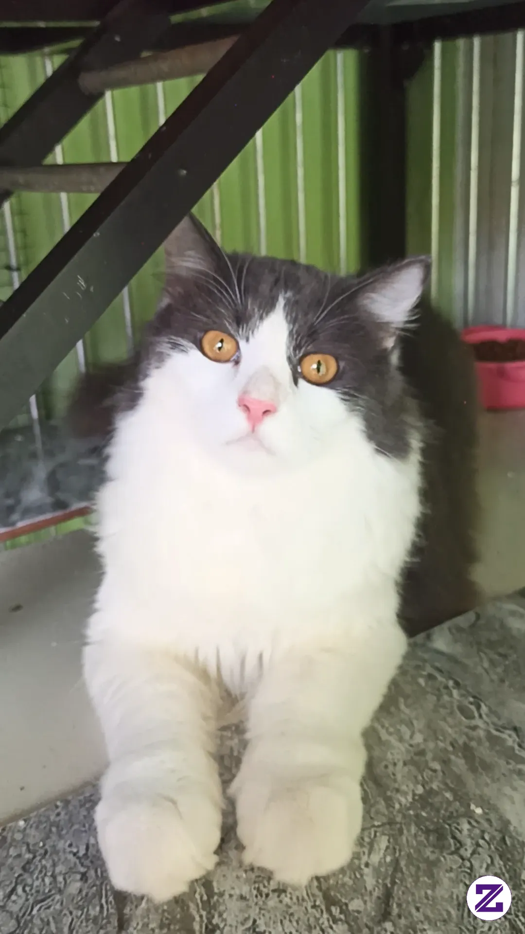 My Name Is Mimo