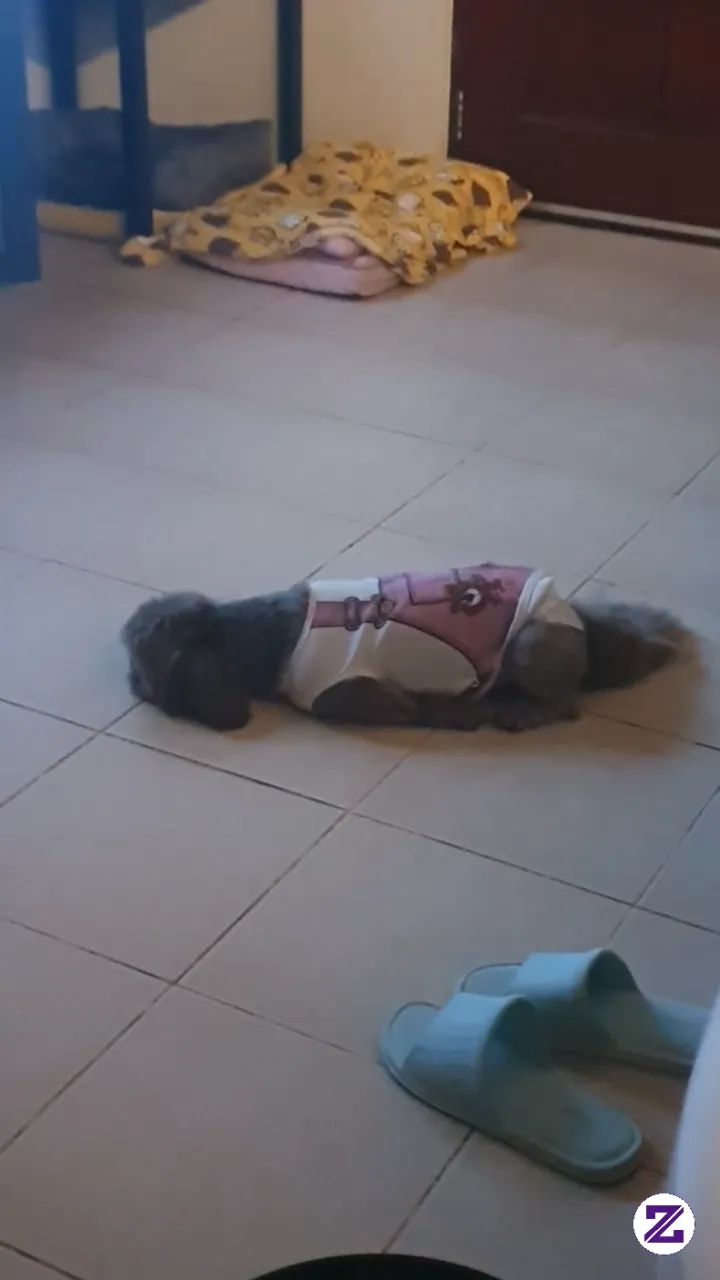 I Thought It Was Slipper, He Always Sleeping Like That .