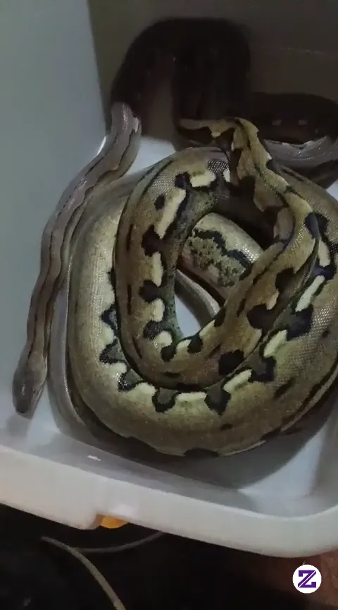 Ular Apa Namanya Ini