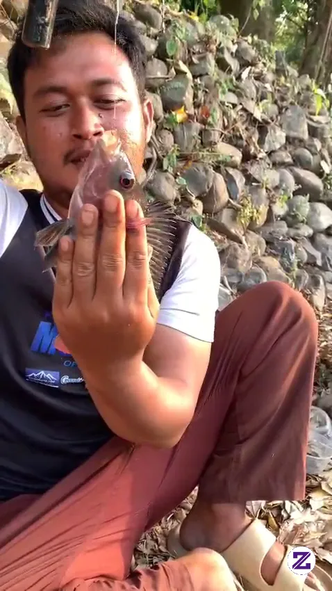 Strike Ikan Nila Dagu Merah Bolo