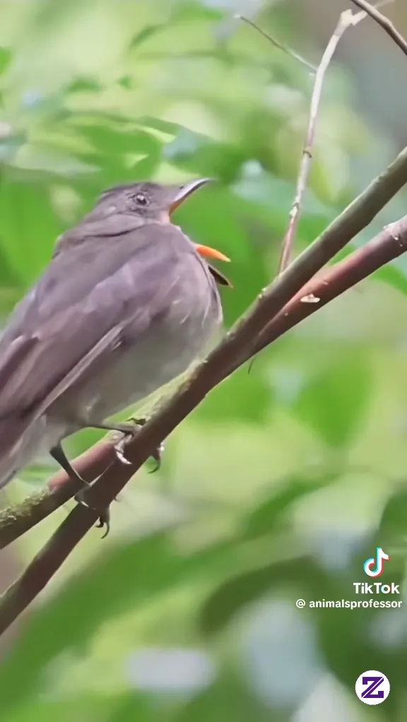 Kumpulkan Kicau Burung