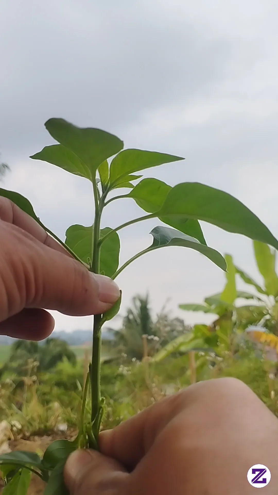 Pruning /memutus Tunas Air Agar Tanaman Cabai Lebih Sehat Dan Bisa Mengendalikan