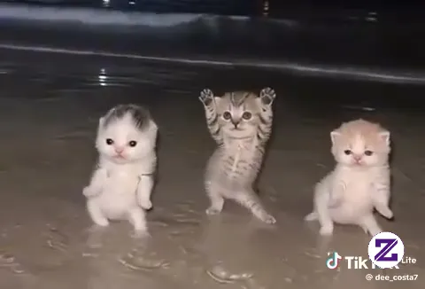 Joget Y Lucu