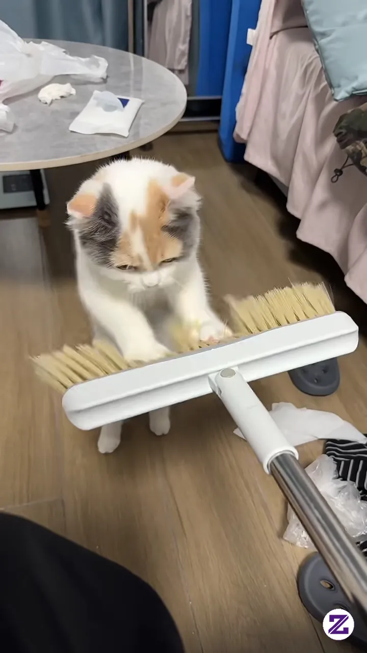 Who's This Silly Cat? #Hehehekitty #So This Is What You Look Like, Little Kitten