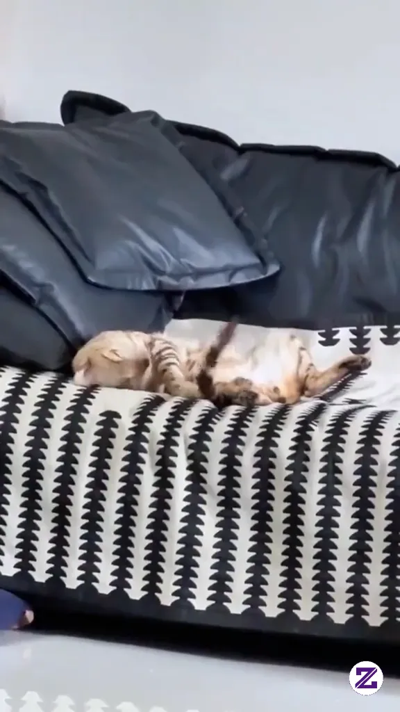 Cat Behavior That Makes You Shake Your HeadCute Cats #randomcats