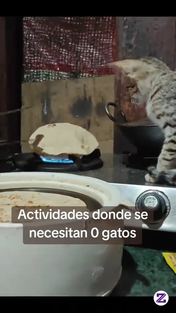 Chef's Patience Level Vs Cat's Curiositycutecats #cutecats