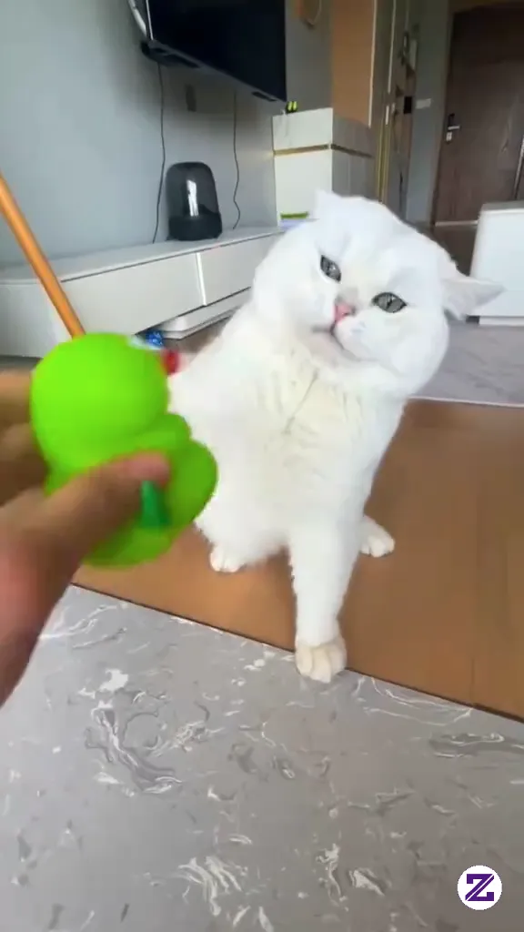 Funny Cat Videos That Will Make You Laugh Funny Cats Funny Cat Moments