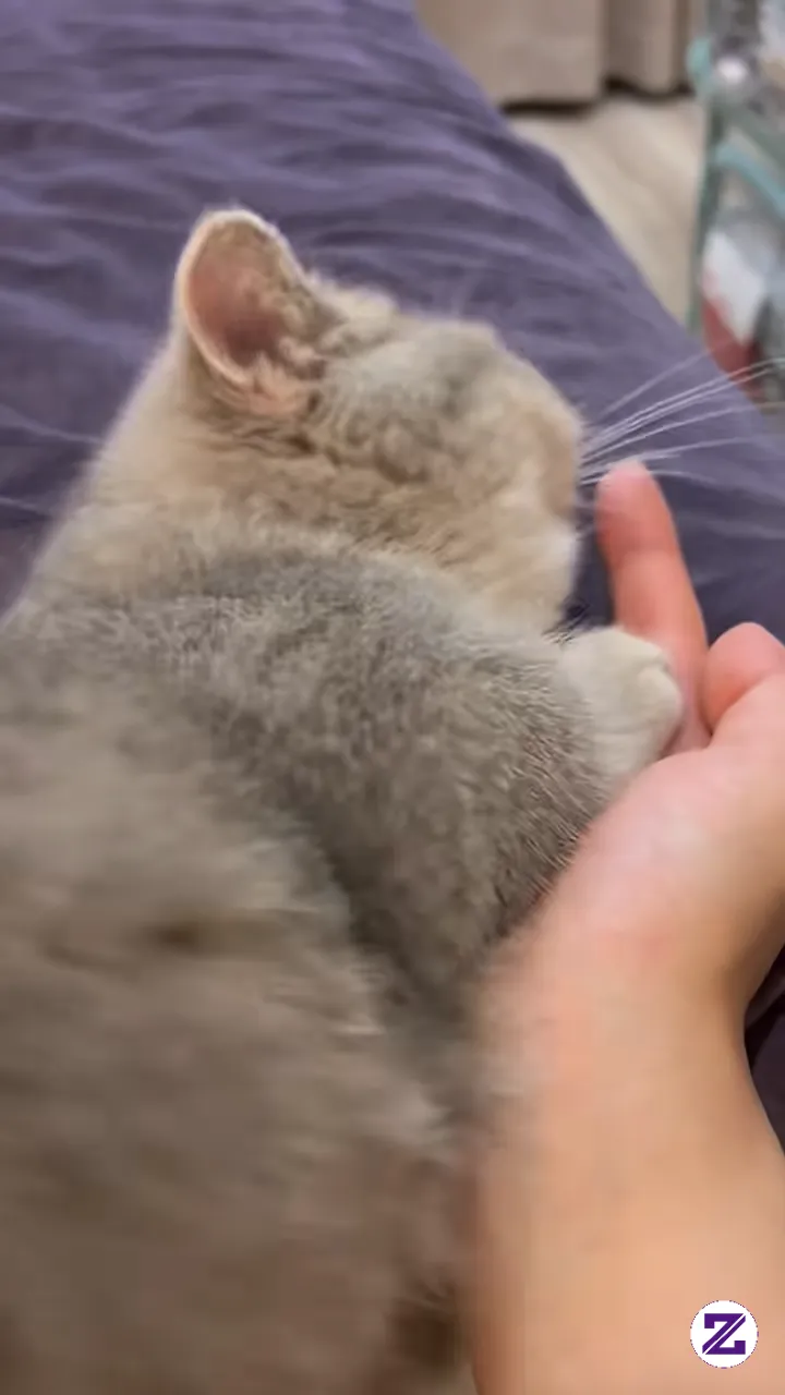 When The Owner's Hand Becomes Mabul's Favorite Pillow! 🐾🥺