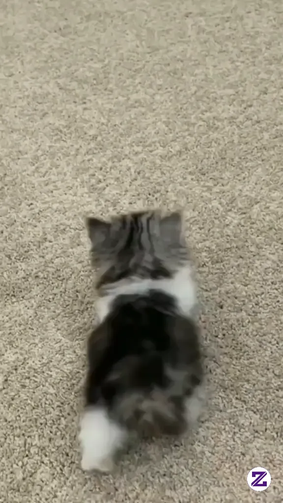 A Compilation Of Funny & Silly Cat Behavior That Will Make You Adorable And