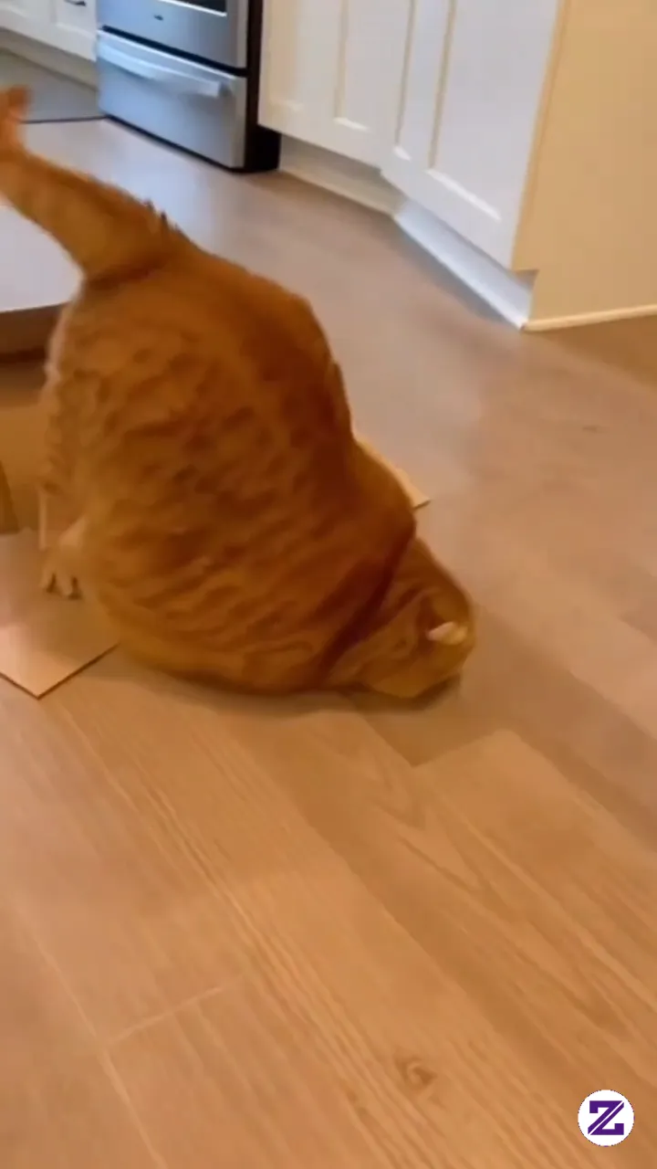 Compilation Of Cute And Funny Cats In Compilation Of Cute And Funny Cats In
