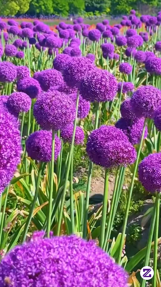 Beautiful Flowers🪻