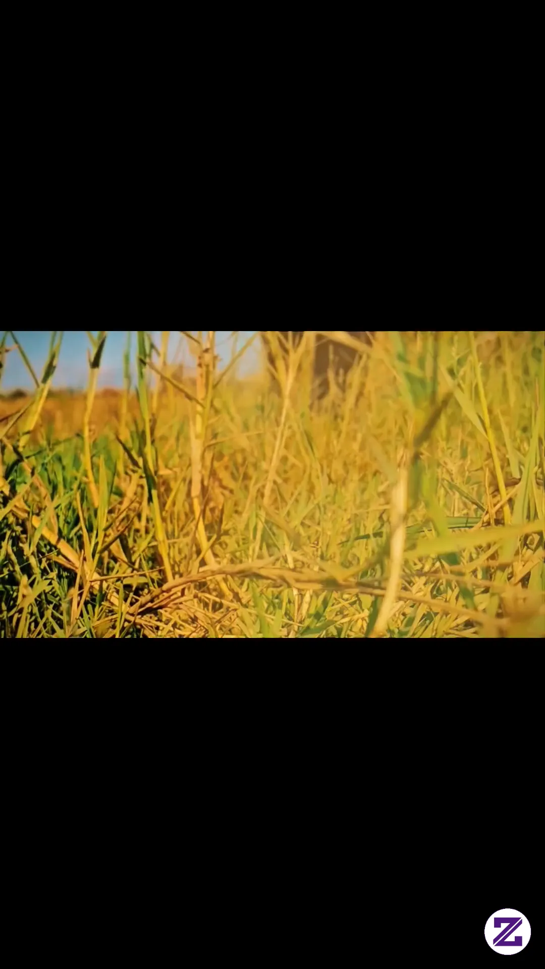 Cinematics