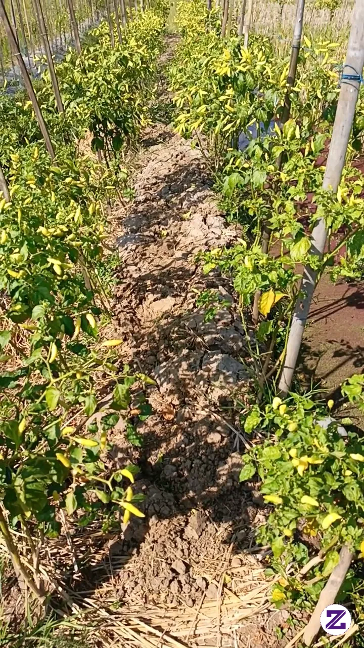 Slow Living & Farming
