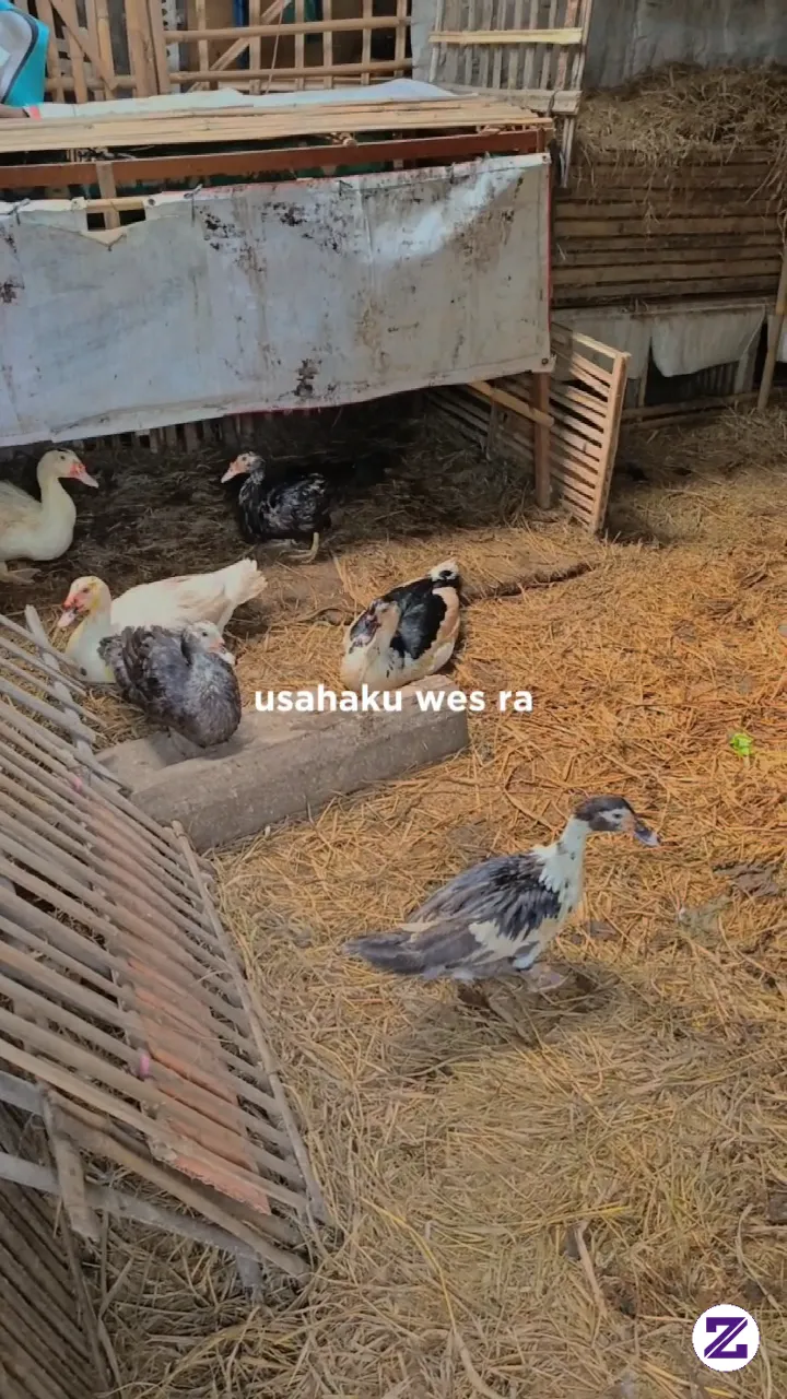 Belajar Usaha Ternak Mentog