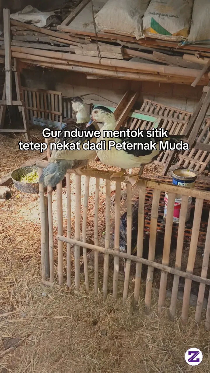 Peternakan Mentog