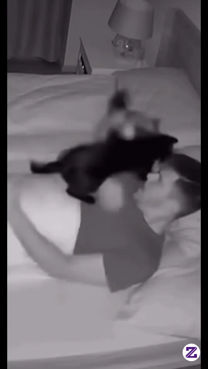 Ketika Kucing Mengganggu Babu Nya Yang Lagi Tidur😂