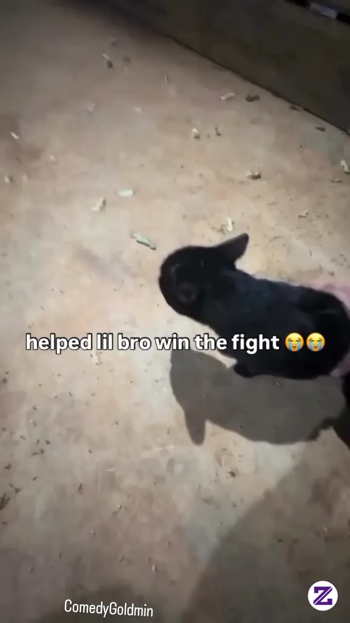 Mencoba Membantu Si Bro Yang Sedang Bertarung😂