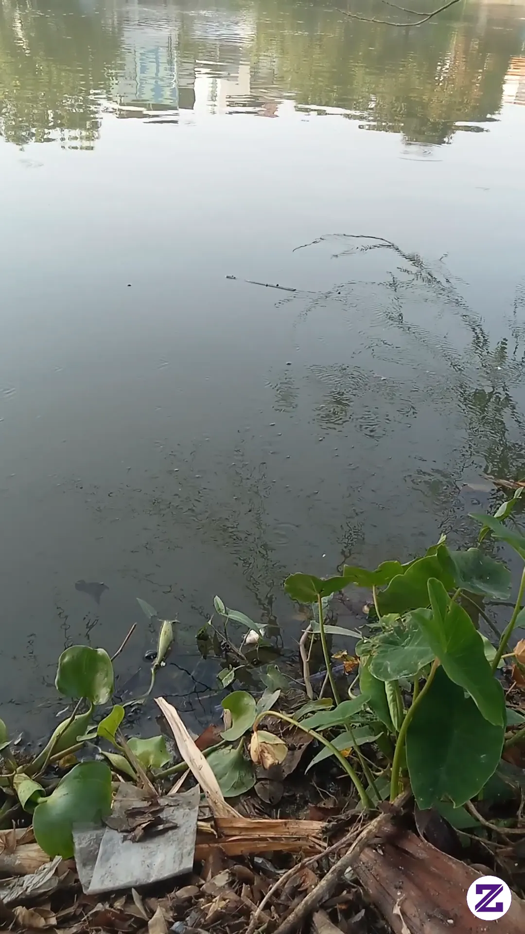 Yg Suka Cari Ikan Monggo Merapat, Ikanya Pada Naik