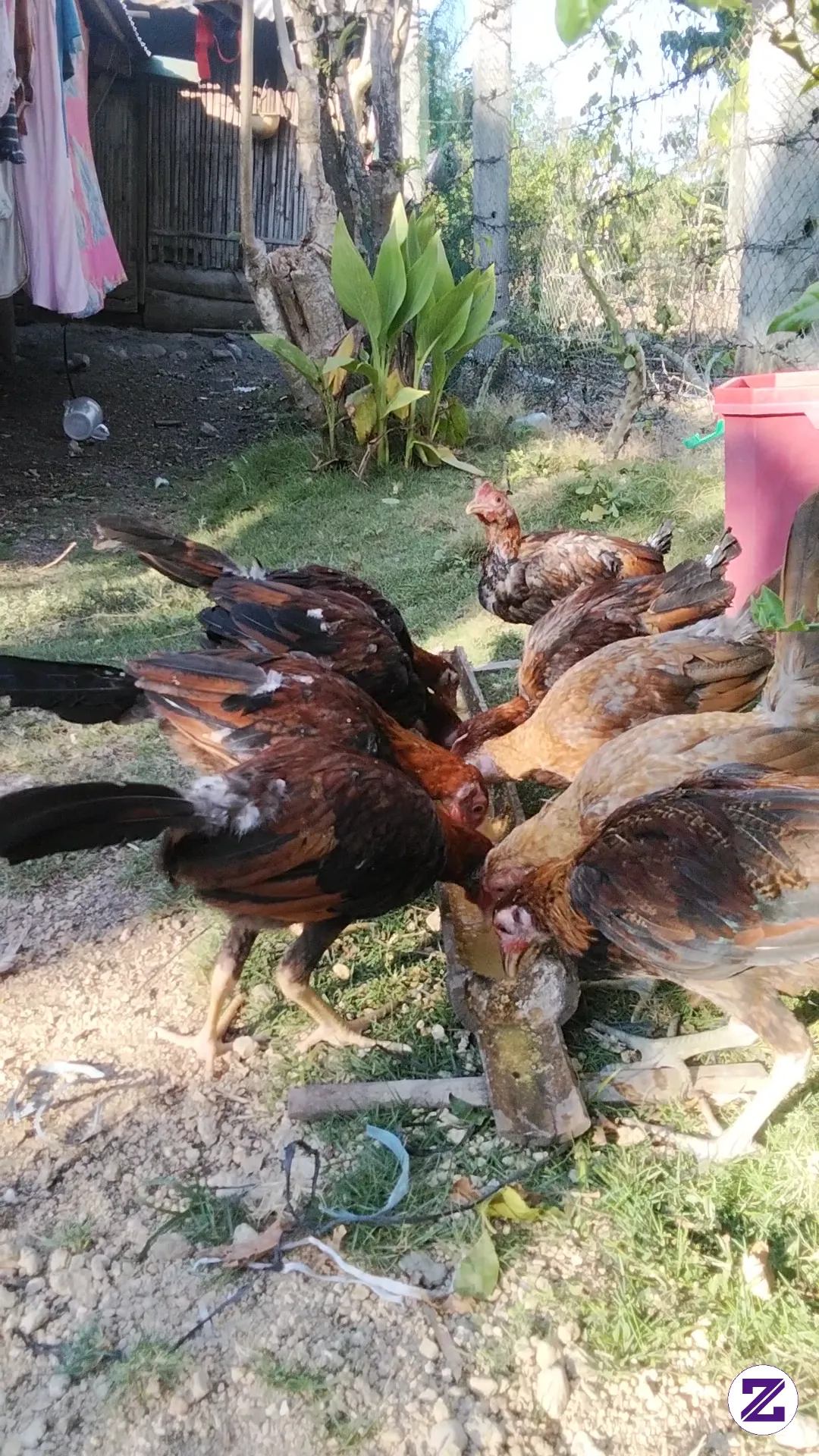 My Chicken Breading , Try To Start A Small Business