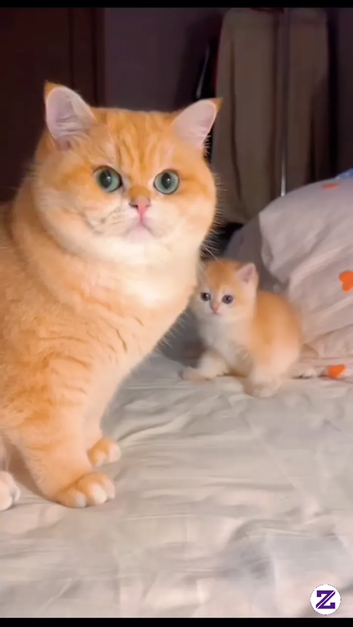 Kucing Orange Imut