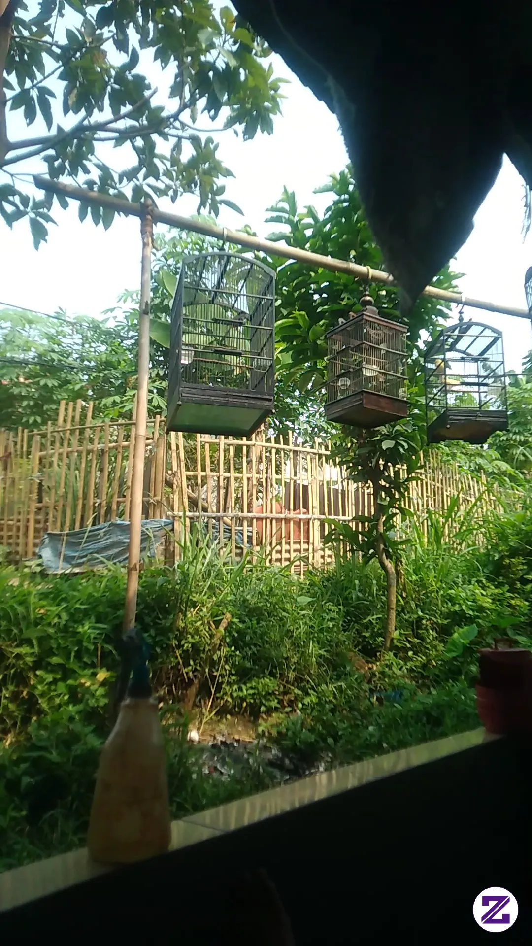 Jemur Burung Dulu Biar Sehat Dan Semakin Gacorr