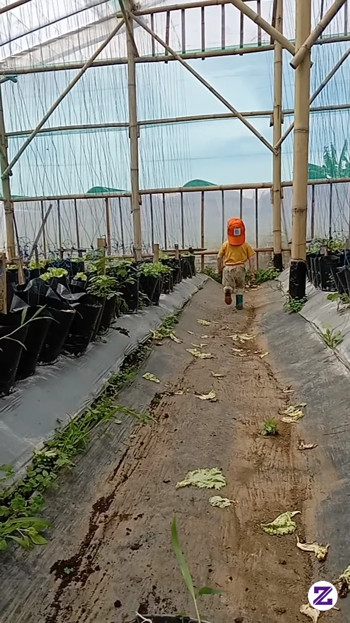 Raffasya Membersihkan Rumput Di Green House