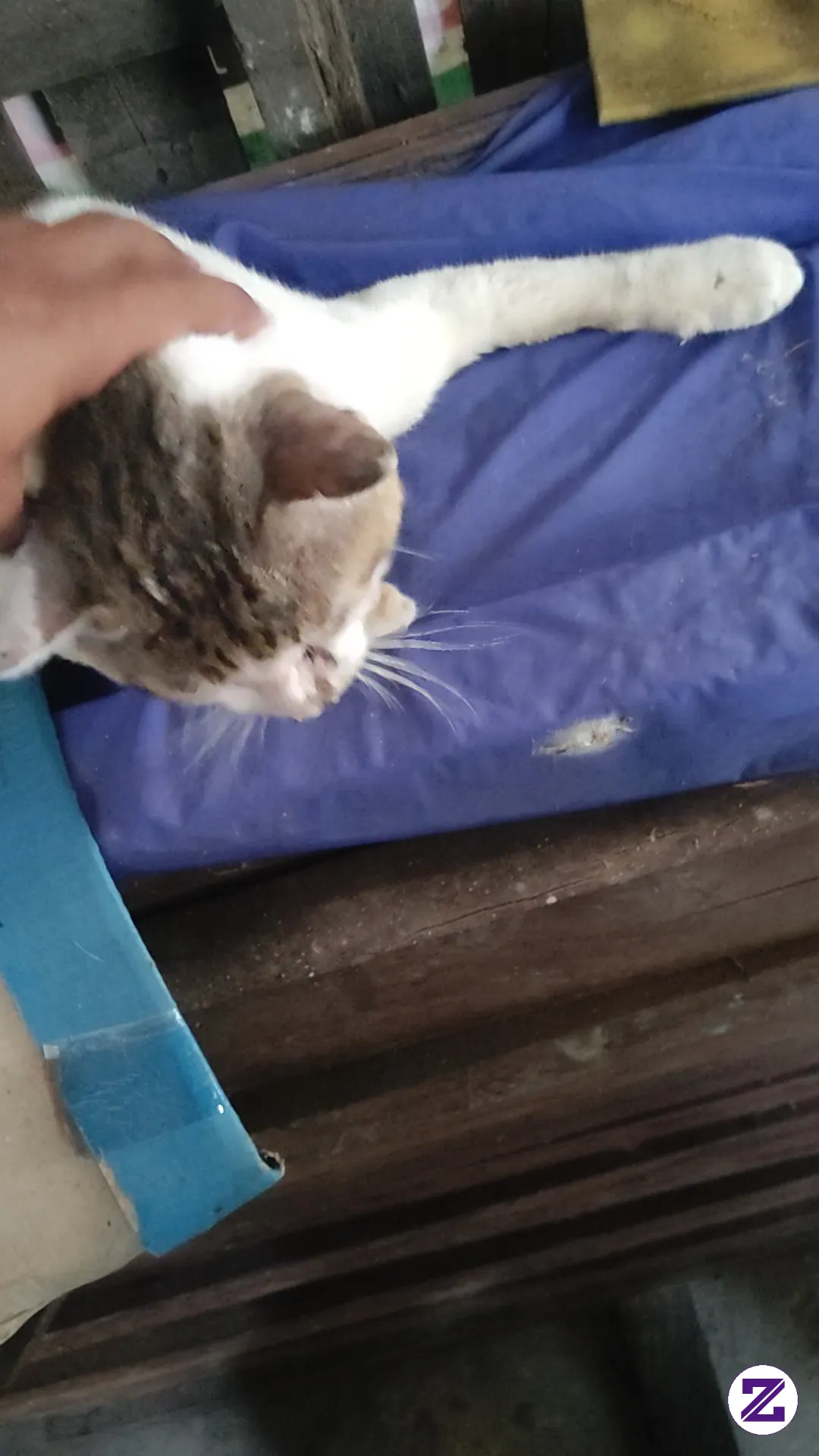 Kucing Gemoy Suka Berantem , Preman Kampung Ni Bos