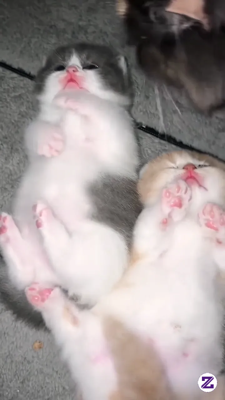 Tukarkan Kain Atau Mainan Antar Kucing Agar Mereka Terbiasa Dengan Bau Satu Sama