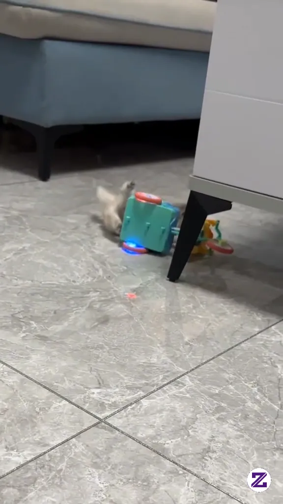 Lucu Sekali Anak Kucing Yang Lucu Lucu Lucu Lucu Lucu #monetais