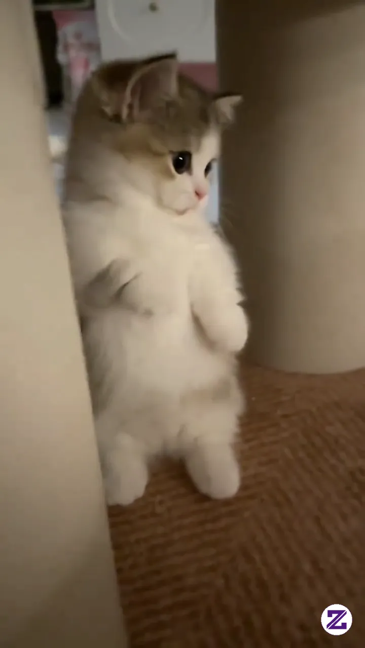 有趣的 / Cat /kucing