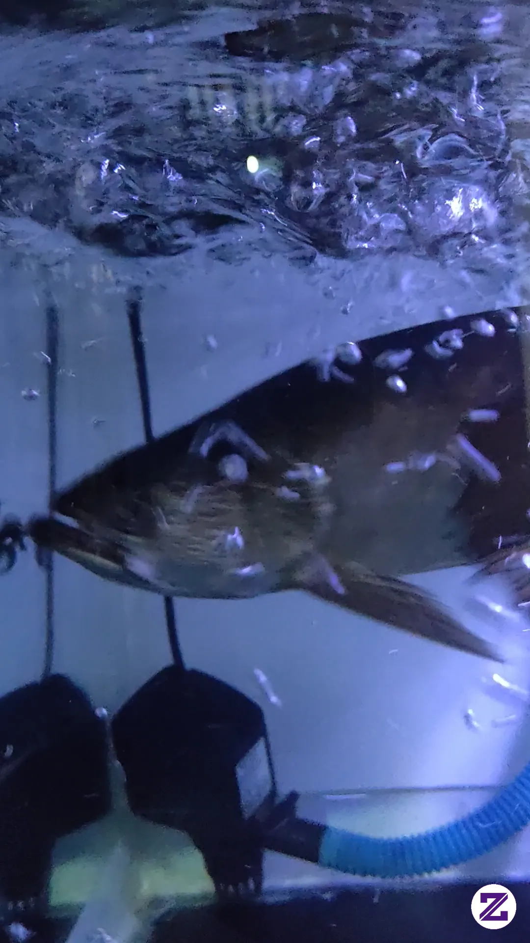 Fish In Water