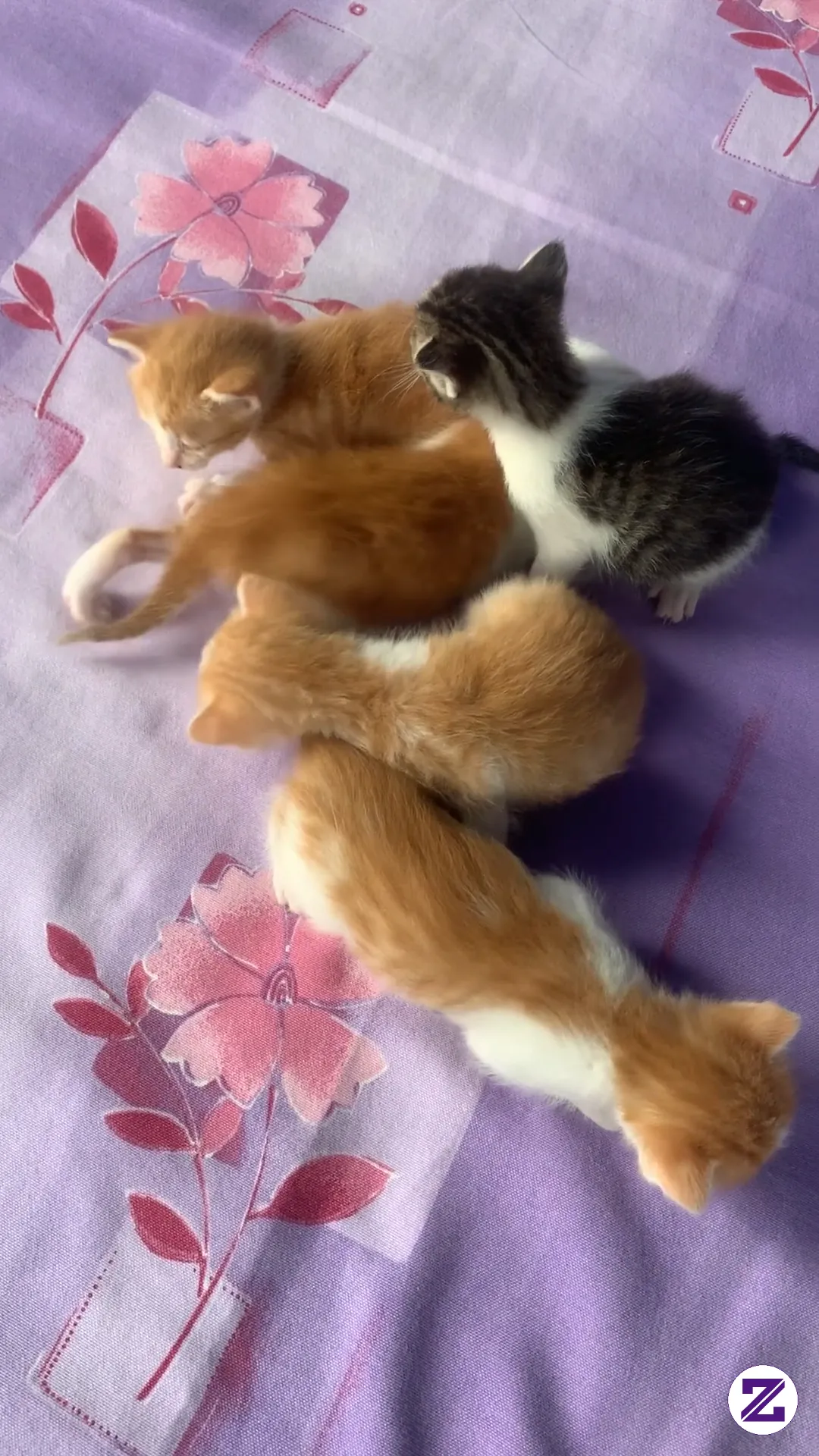 Kucing Kucing Lucu