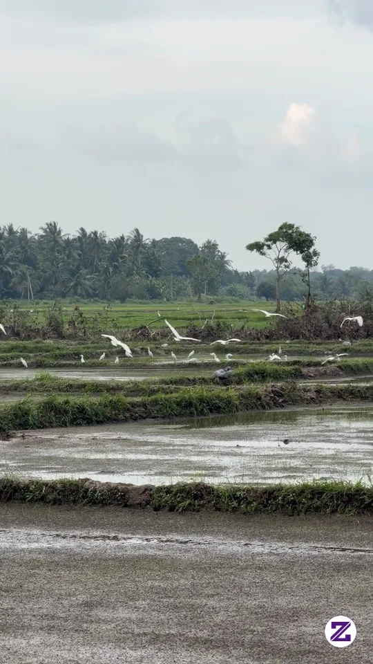 Pemandangan Di Persawahan