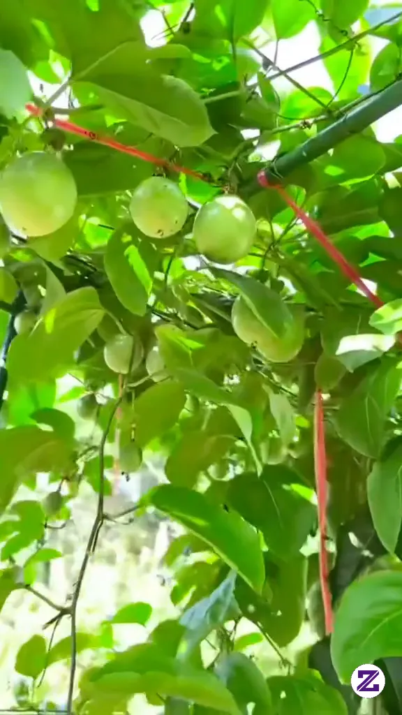 BELAJAR BERKEBUN