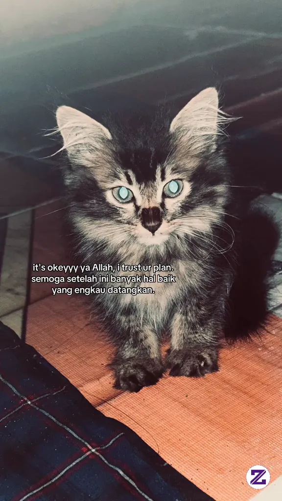Foto Ini Di Ambil Sebelum Kucingnya Meninggal 🥺🥲